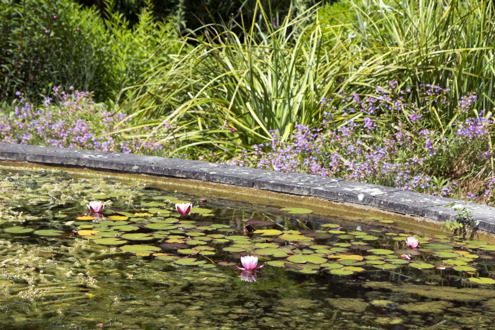 Knoll Gardens, Dragon Pond